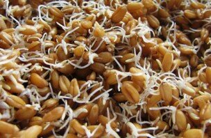 Проросшая пшеница - польза и вред