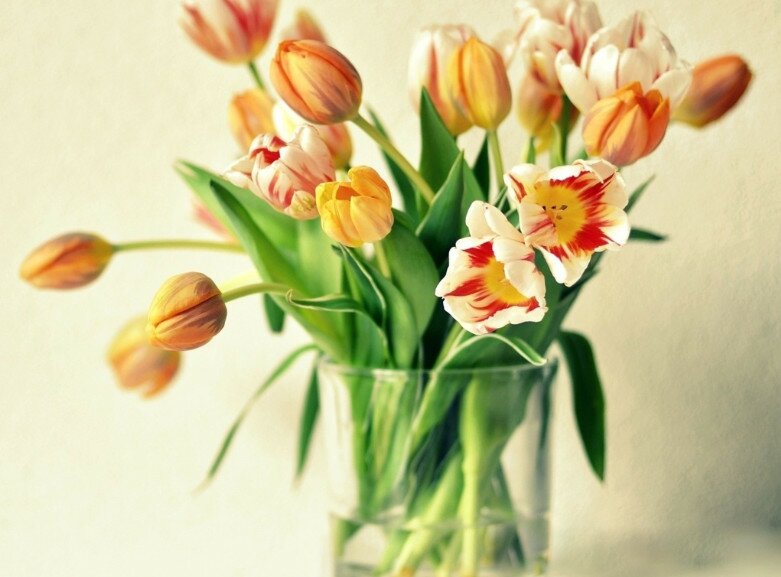 Как сохранить тюльпаны в вазе