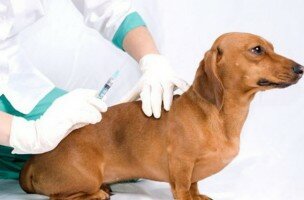 делать ли прививку собаке